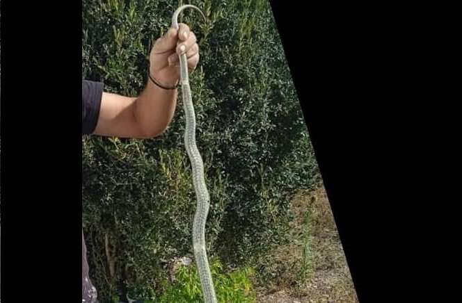 ΓΙΑ ΤΗΝ ΕΓΚΑΤΑΛΕΙΨΗ ΣΤΑ ΔΕΛΕΡΙΑ ΚΑΙ ΣΕ ΟΛΑ ΤΑ ΔΗΜΟΤΙΚΑ ΔΙΑΜΕΡΙΣΜΑΤΑ ΤΟΥ ΔΗΜΟΥ ΤΥΡΝΑΒΟΥ