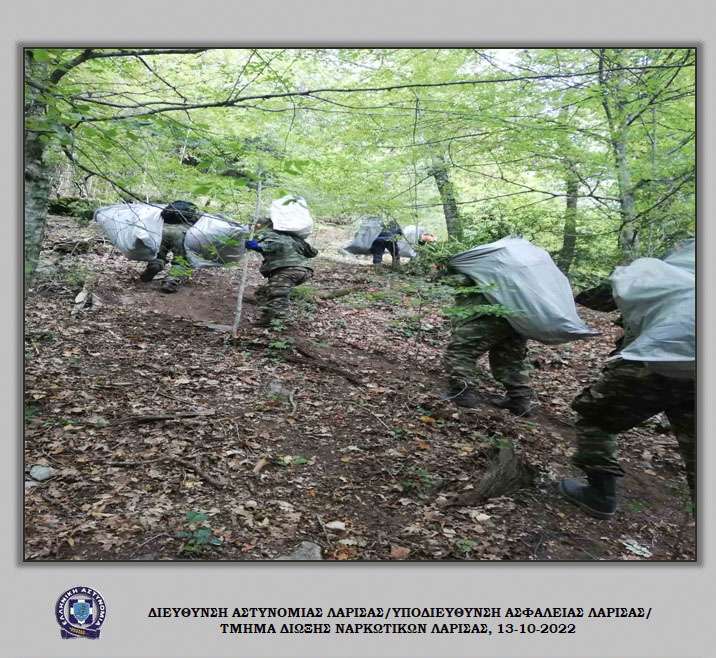 632 ΔΕΝΔΡΥΛΛΙΑ ΚΑΙ 112 ΚΙΛΑ ΑΠΟΞΗΡΑΜΕΝΗΣ ΚΑΝΝΑΒΗΣ ΚΑΤΑΣΧΕΘΗΚΑΝ ΣΕ ΔΥΣΒΑΤΗ ΕΚΤΑΣΗ ΣΤΗΝ ΚΑΡΥΑ