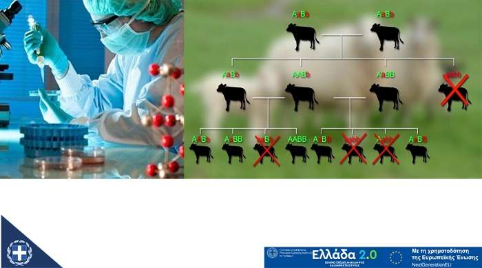 ΥΠΑΑΤ: ΤΗΝ ΤΕΤΑΡΤΗ 7/12 Η ΕΝΑΡΞΗ ΥΠΟΒΟΛΗΣ ΑΙΤΗΣΕΩΝ ΕΝΙΣΧΥΣΗΣ ΣΤΟ ΥΠΟΕΡΓΟ ΓΕΝΕΤΙΚΗ ΒΕΛΤΙΩΣΗ ΖΩΩΝ