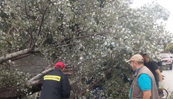ΤΡΑΓΩΔΙΑ: ΔΕΝΔΡΟ ΚΑΤΑΠΛΑΚΩΣΕ ΚΑΙ ΣΚΟΤΩΣΕ ΗΛΙΚΙΩΜΕΝΗ ΓΥΝΑΙΚΑ ΣΤΗ ΛΑΡΙΣΑ