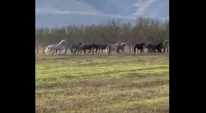 Κοπάδια αλόγων προκαλούν ζημιές σε καλλιέργειες στο Αργυροπούλι και στα Δελέρια (βίντεο)