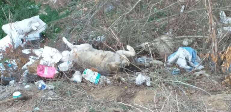 ΑΣΥΝΕΙΔΗΤΟΙ ΕΧΟΥΝ ΜΕΤΑΤΡΕΨΕΙ ΤΗ ΡΟΔΙΑ ΣΕ ΧΩΜΑΤΕΡΗ ΚΑΙ ΟΙ ΥΠΕΥΘΥΝΟΙ ΑΔΙΑΦΟΡΟΥΝ
