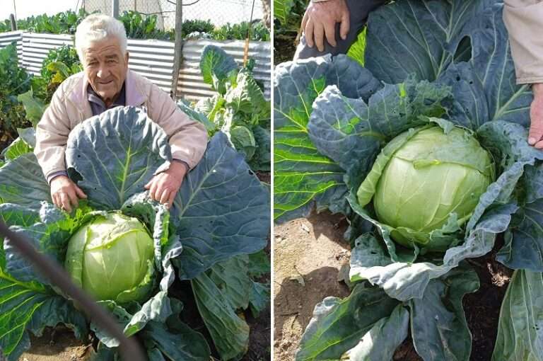 ΛΑΧΑΝΟ ΓΙΓΑΣ ΣΤΟΝ ΑΜΠΕΛΩΝΑ