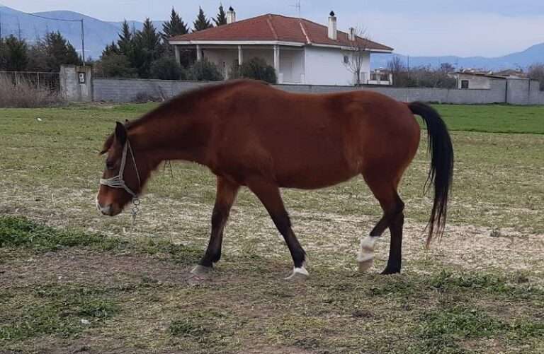 ΦΟΡΑΔΑ ΚΥΚΛΟΦΟΡΕΙ ΕΛΕΥΘΕΡΗ ΣΤΟΝ ΑΜΠΕΛΩΝΑ