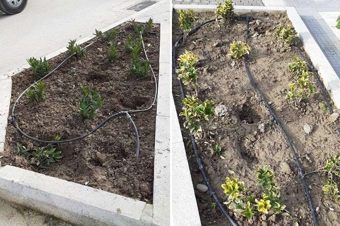 ΝΤΡΟΠΗ: ΑΦΑΙΡΕΣΑΝ ΦΥΤΑ ΑΠΟ ΠΑΡΤΕΡΙΑ ΚΑΙ ΣΤΗΝ ΟΔΟ ΙΟΥΣΤΙΝΙΑΝΟΥ