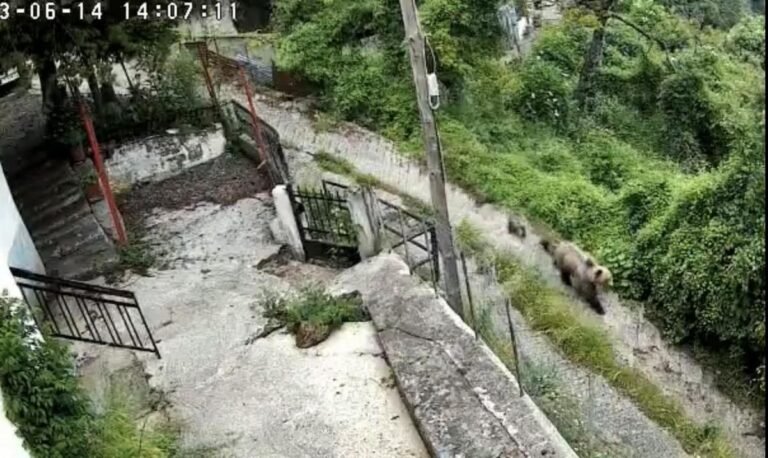 ΑΡΚΟΥΔΑ ΜΕ ΑΡΚΟΥΔΑΚΙΑ ΚΑΝΕΙ ΒΟΛΤΕΣ ΣΤΟΝ ΑΜΑΡΑΝΤΟ ΚΑΛΑΜΠΑΚΑΣ
