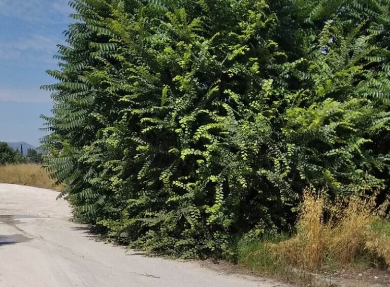 «ΖΟΥΓΚΛΕΣ» ΔΙΠΛΑ ΣΕ ΣΠΙΤΙΑ ΣΤΟΝ ΑΜΠΕΛΩΝΑ – ΠΟΛΛΑ ΤΑ ΠΑΡΑΠΟΝΑ ΤΩΝ ΠΕΡΙΟΙΚΩΝ (ΦΩΤΟ)
