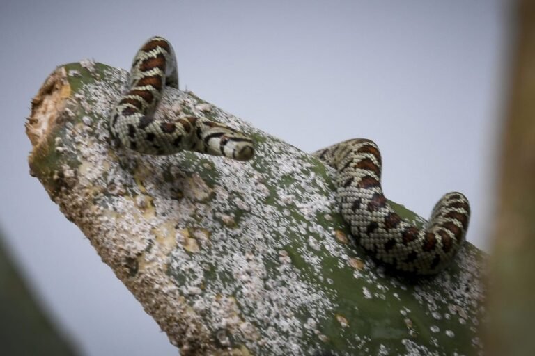WWF: ΑΥΤΑ ΕΙΝΑΙ ΤΑ ΔΗΛΗΤΗΡΙΩΔΗ ΦΙΔΙΑ ΣΤΗΝ ΕΛΛΑΔΑ