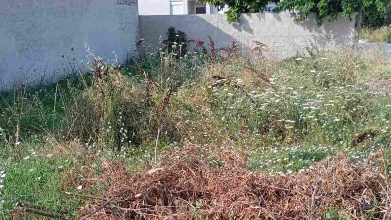 ΚΙΝΔΥΝΟΣ ΠΥΡΚΑΓΙΑΣ ΑΛΛΑ ΚΑΙ ΕΜΦΑΝΙΣΗΣ ΦΙΔΙΩΝ ΛΟΓΩ ΟΙΚΟΠΕΔΩΝ ΜΕ ΧΟΡΤΑ ΔΙΠΛΑ ΣΕ ΣΠΙΤΙΑ ΣΤΟΝ ΤΥΡΝΑΒΟ