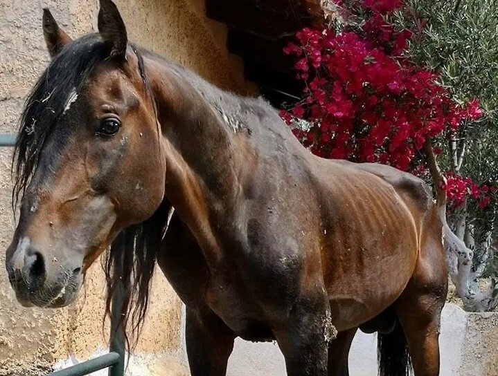 ΝΑ ΣΤΑΜΑΤΗΣΕΙ Η ΧΡΗΣΗ ΙΠΠΟΕΙΔΩΝ ΩΣ «ΤΑΞΙ» ΓΙΑ ΜΕΤΑΦΟΡΕΣ ΤΟΥΡΙΣΤΏΝ/ΑΠΟΣΚΕΥΩΝ ΚΑΙ ΓΙΑ ΔΙΑΣΚΕΔΑΣΗ ΜΕ ΑΜΑΞΕΣ, ΩΣ ΑΤΡΑΞΙΟΝ