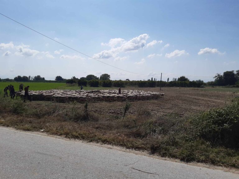 Ενημερωτική εκδήλωση στο Μακρυχώρι για την πανώλη των μηρυκαστικών