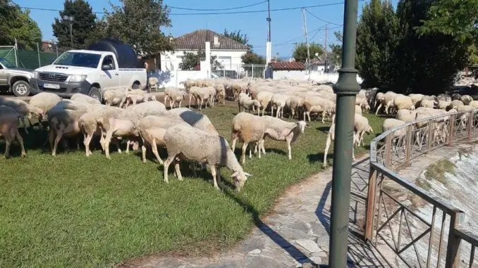 κτηνοτροφοι1
