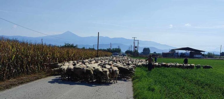 ΠΑΡΑΧΩΡΕΙΤΑΙ ΑΠΟΘΗΚΗ ΣΤΟΝ ΑΜΠΕΛΩΝΑ ΓΙΑ ΤΗ ΦΙΛΟΞΕΝΙΑ ΑΙΓΟΠΡΟΒΑΤΩΝ