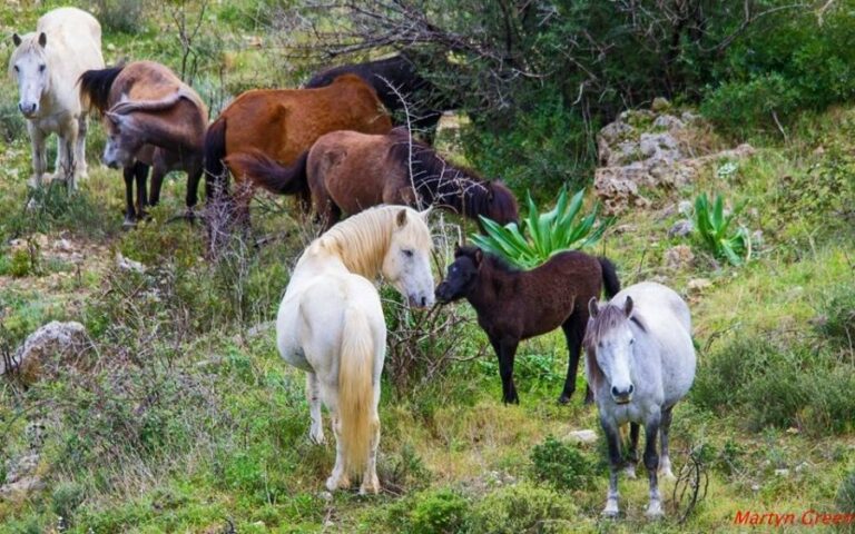 Εξώδικο αγροτών της Σκαμνιάς στο δήμο Ελασσόνας για τις ζημιές που προκαλούν σε καλλιέργειες αδέσποτα άλογα