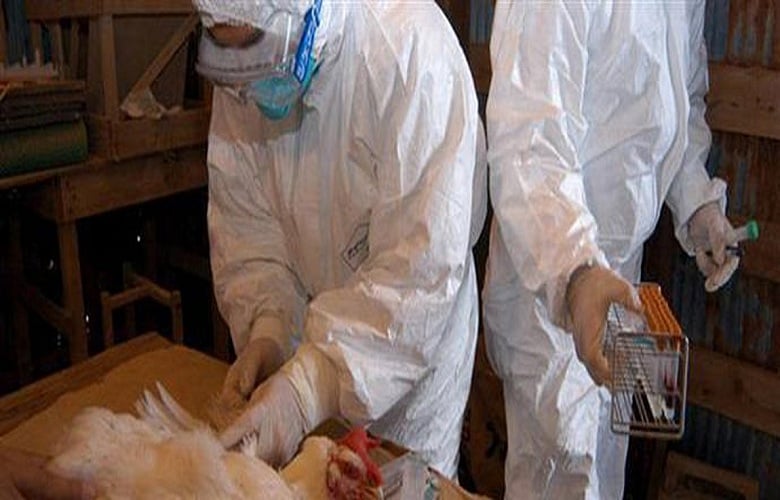 Τι είναι η γρίπη των πτηνών και πώς επηρεάζει τον άνθρωπο