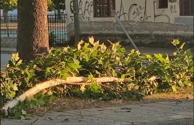 Παραλίγο ατύχημα στον Αμπελώνα – Επεσε τεράστιο κλαδί από πλάτανο