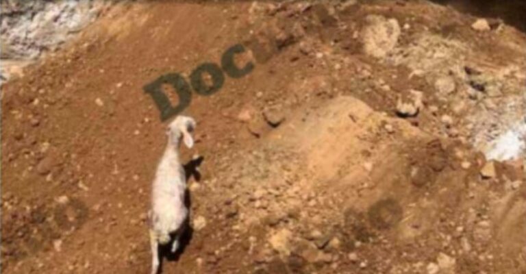 Φρίκη στα Τρίκαλα: Εθαψαν ζωντανά ζώα από εκτροφές με κρούσμα πανώλης