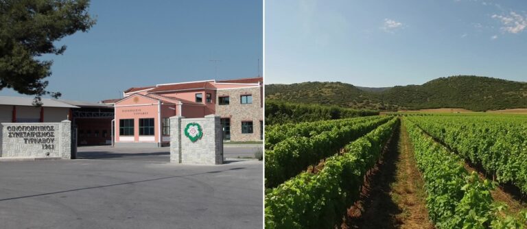 Οι κλιματολογικές συνθήκες και ο περονόσπορος ευθύνονται για την ακαρπία των αμπελοκαλλιεργειών στον Τύρναβο