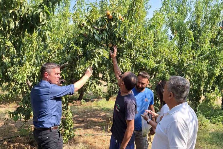 Πρωτοβουλίες της Περιφέρειας για το φαινόμενο της παραμόρφωσης σε καρπούς ροδάκινων