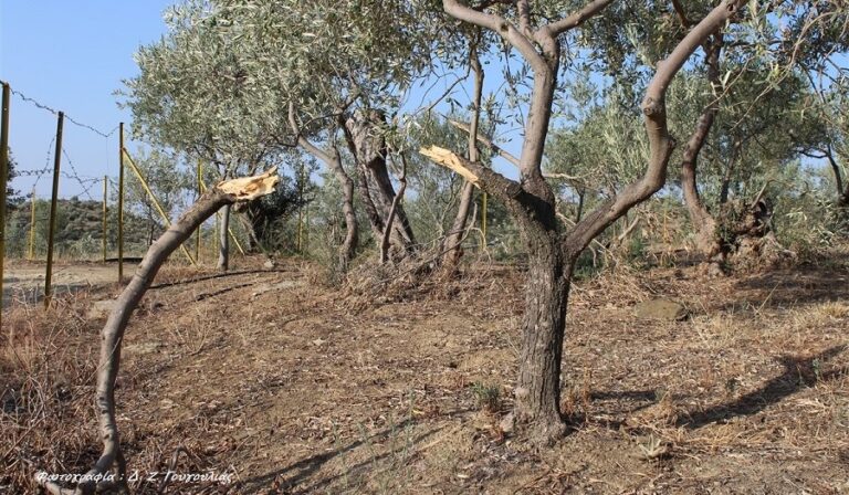 Ελιές με ζημιές και χωρίς τιμές