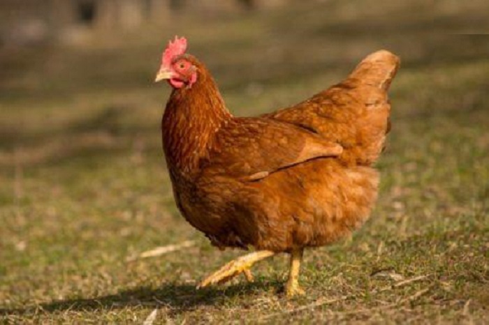 Η κότα έκανε το αυγό ή το αυγό την κότα; Υπάρχει απάντηση…