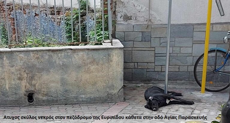 Φρίκη στον Τύρναβο: Θρασύδειλος σκόρπισε τον θάνατο σε αδέσποτα
