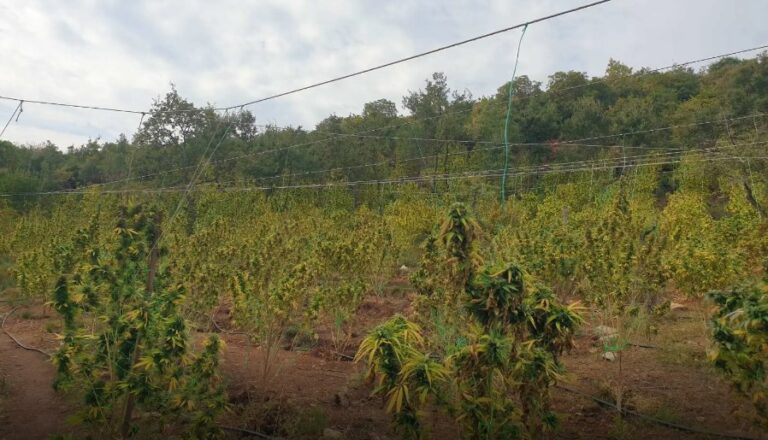 Μαγνησία: Εξαρθρώθηκε σπείρα που διατηρούσε φυτεία κάνναβης σε δασική έκταση