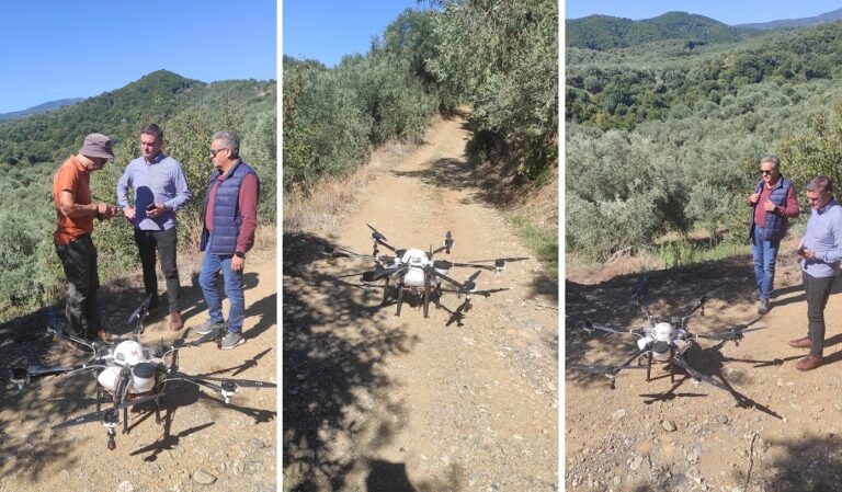 Πιλοτική δακοκτονία σε ελαιόδενδρα με drone