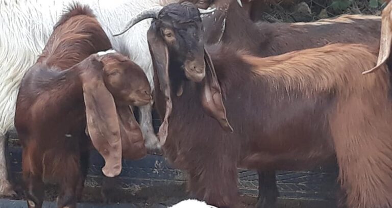 Πωλούνται έγκυες κατσίκες και μικρός τράγος