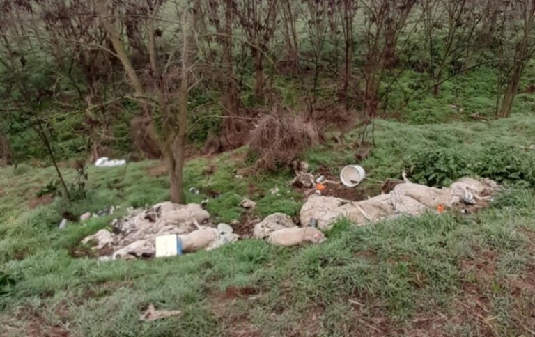 Εικόνες ντροπής, φρίκης και οργής με νεκρά πρόβατα δίπλα στον Τιταρήσιο