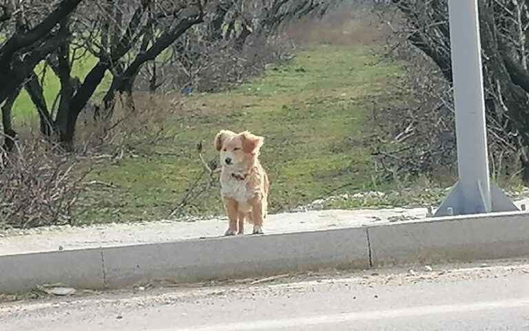 Χαμένο σκυλάκι κινδυνεύει στην είσοδο του Αμπελώνα από Λάρισα