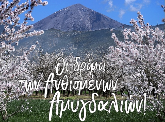 Δήμος Τεμπών: «Οι δρόμοι των ανθισμένων αμυγδαλιών»