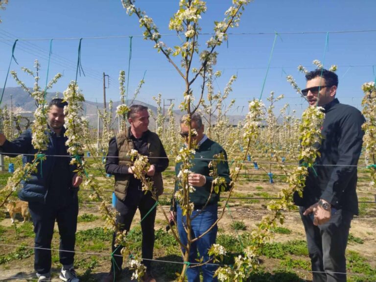 Ολοκληρωτική ζημιά έδειξε η πρώτη αυτοψία στις πληγείσες από τον παγετό περιοχές του δήμου Τυρνάβου