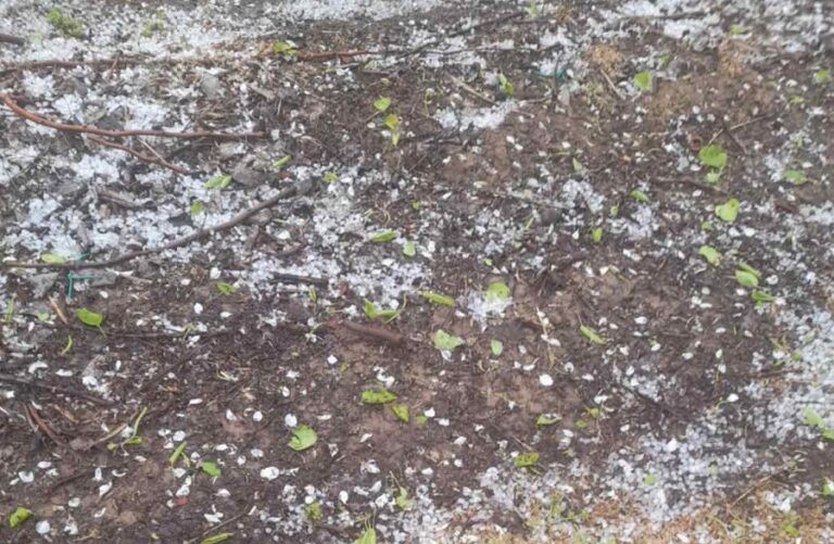 Ε. Λιακούλη: Άμεσα να κινητοποιηθεί ο ΕΛΓΑ για τις καταστροφές από το χαλάζι στους δήμους Τυρνάβου και Κιλελέρ