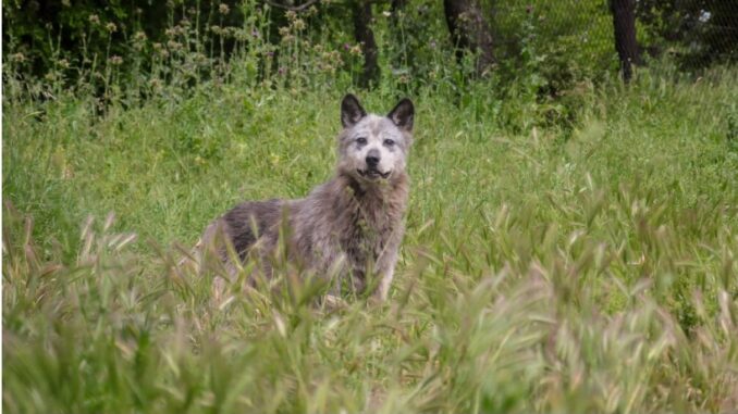 lykos