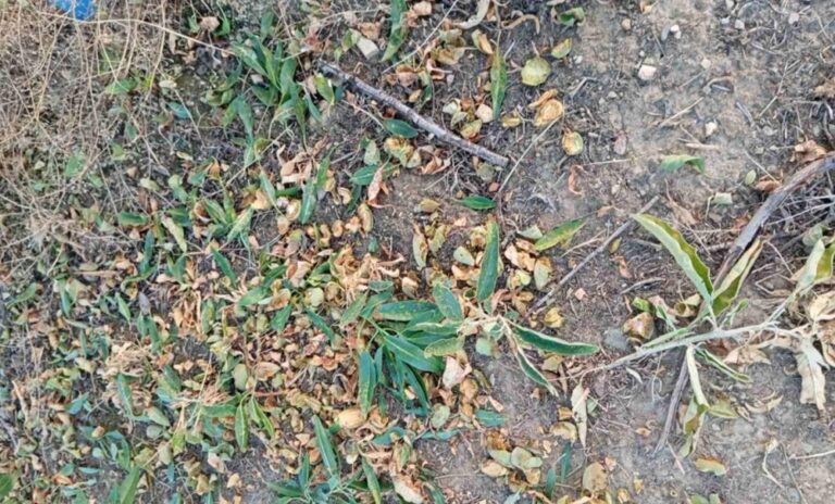 Αγριογούρουνα διαλύουν αμυγδαλεώνες στη Ροδιά
