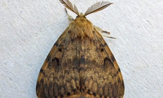 petaloyda