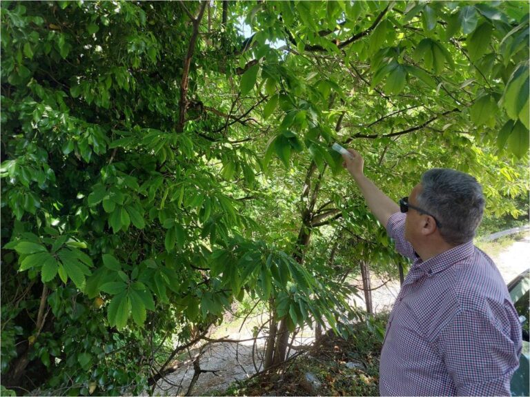 Επιτυχής εξαπόλυση του ωφέλιμου εντόμου Torymus sinensis για την αντιμετώπιση της σφήκας της καστανιάς