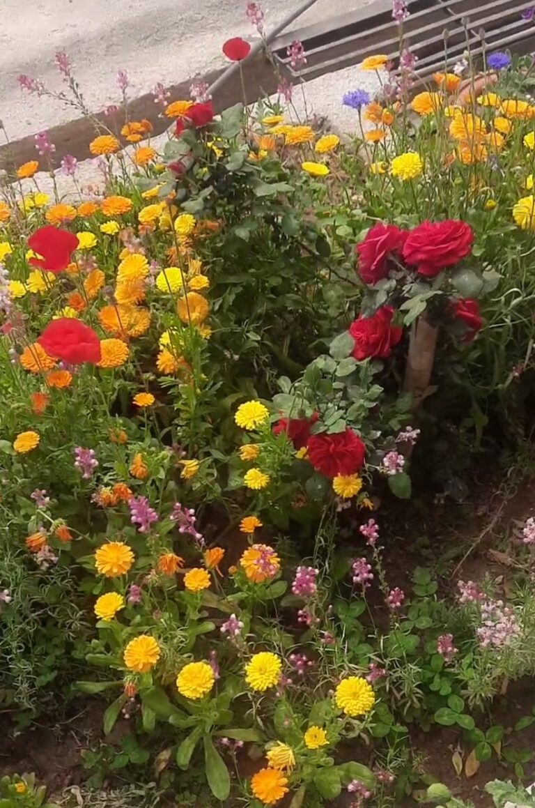 Chaos Gardening: Η πιο απελευθερωτική τάση στην κηπουρική που έχει κατακτήσει τον κόσμο!