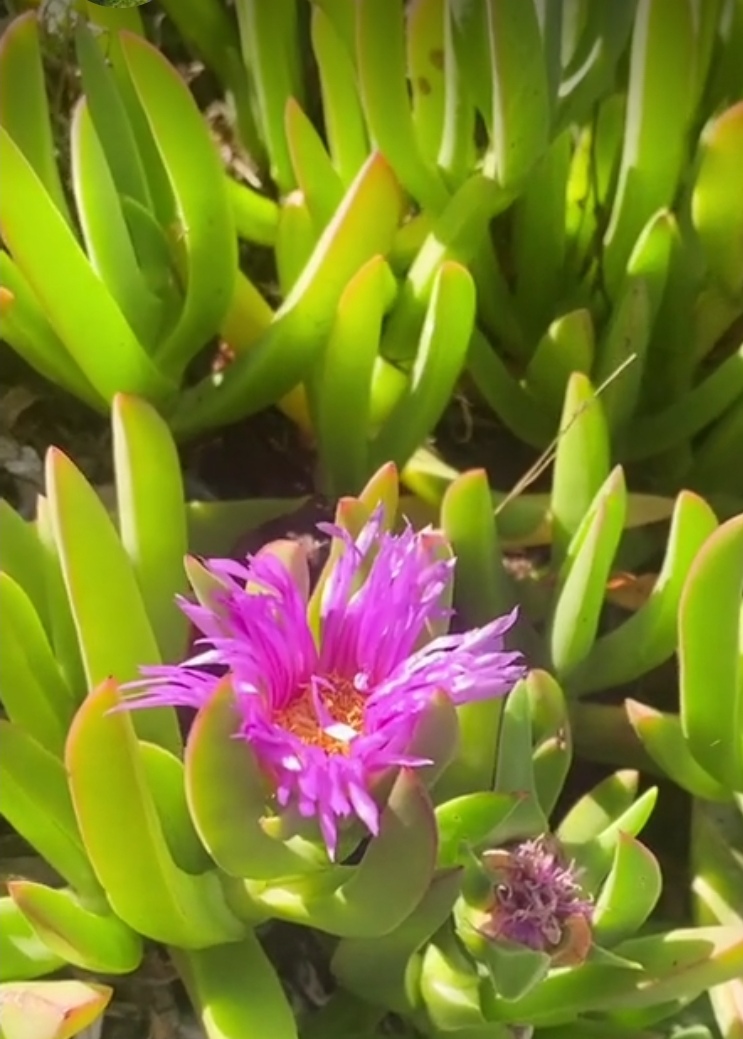 Παγωτόφυτο ή μπούζι (Carpobrotus edulis): Το όμορφο φυτό που απειλεί τις ελληνικές ακτές