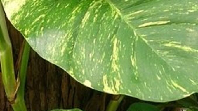 pothos