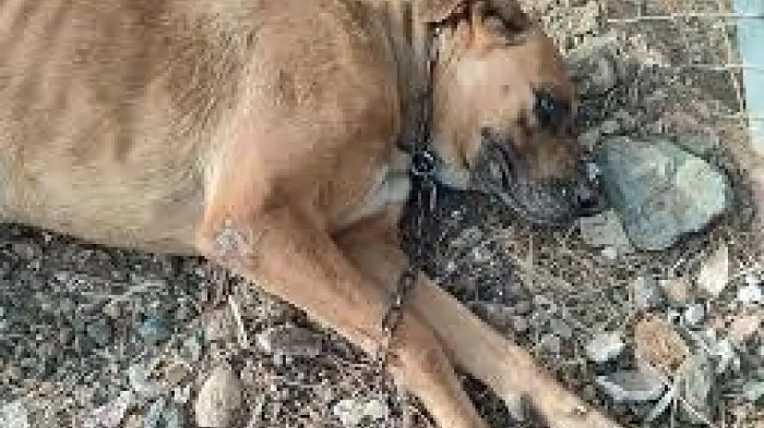 Του πέρασαν χειροπέδες για αλυσοδεμένο σκύλο