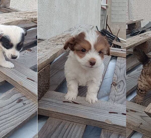 Χαρίζονται κουτάβια