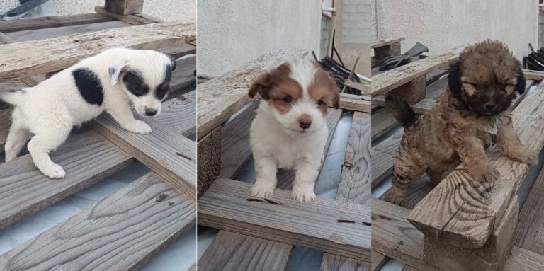 Χαρίζονται κουτάβια