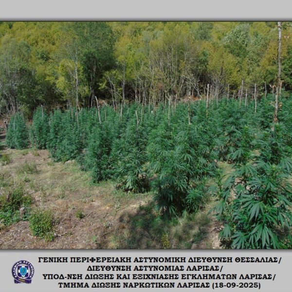 Εντοπίστηκαν 5.085 δενδρύλλια κάνναβης σε ορεινή και δασώδη περιοχή του Ολύμπου (φωτο – βίντεο)