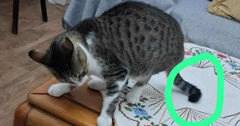 Χάθηκε γάτα στον Τύρναβο