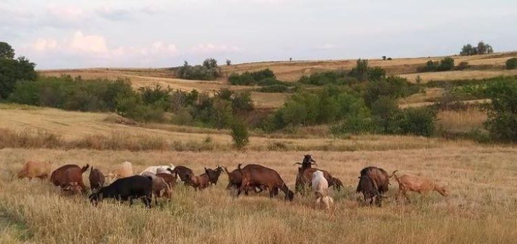 Λάρισα: Συνελήφθη γυναίκα που έβοσκε σε εξωτερικό χώρο 33 κατσίκια
