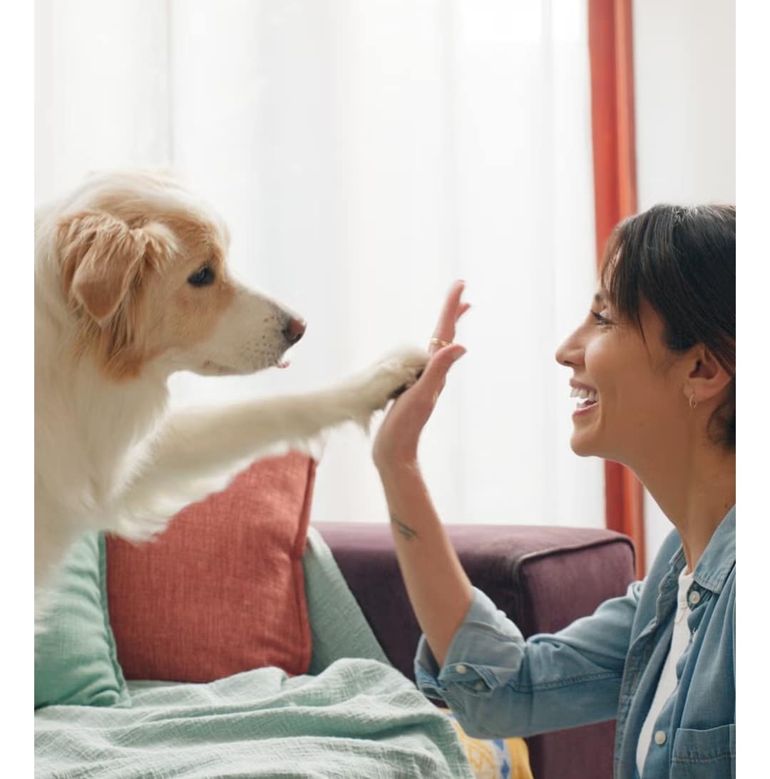 10 Εύκολα κόλπα για να διδάξετε στο σκύλο σας