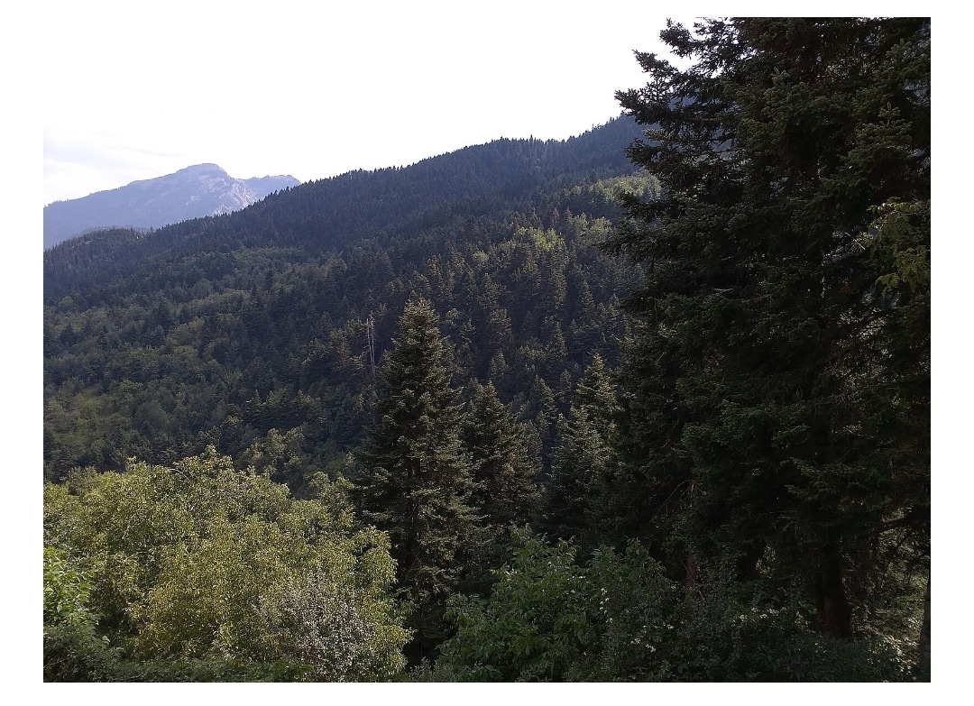 Οι Χώρες με τα Περισσότερα Δάση το 2025: Η Πεντάδα που Κατέχει το 50% της Παγκόσμιας Δασικής Κάλυψης