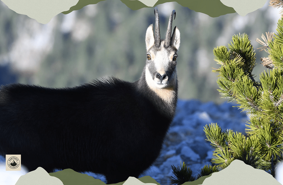 Ημέρα Βουνού στην Ελασσόνα 2025